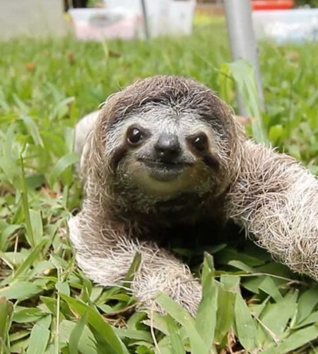 A cute sloth